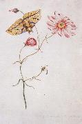 Willam Bartram Savannah Pink or Sabatia Imperial Moth oil painting reproduction